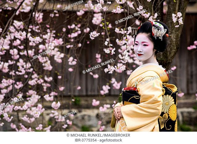 Geisha in front of a blossoming cherry tree in the Geisha quarter Gion, Kyoto, Japan