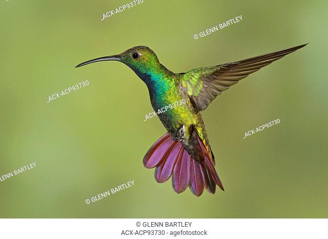 Green-breasted Mango (Anthracothorax prevostii) flying and feeding at a flower in Costa Rica
