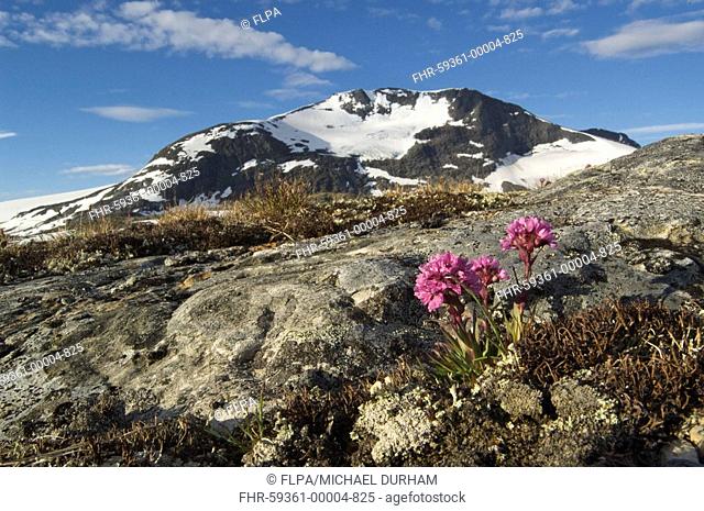 Alpine Catchfly Lychnis alpina flowering, growing in montane habitat, Jotunheimen, Norway, july