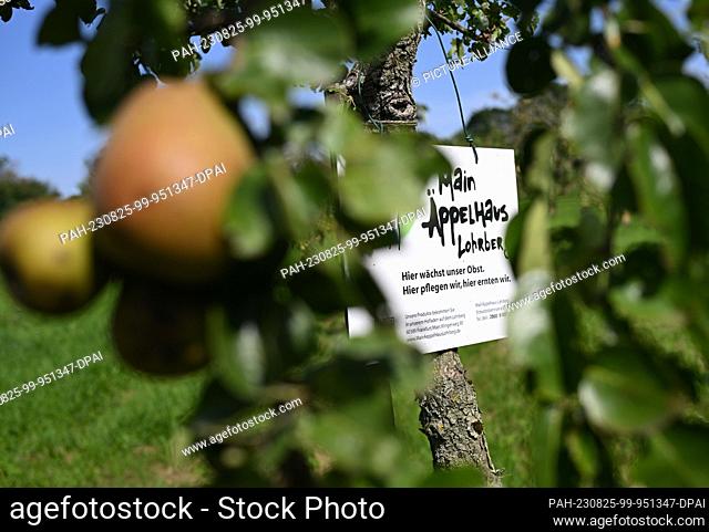 PRODUCTION - 24 August 2023, Hesse, Frankfurt/Main: A sign on a tree in a meadow orchard on Frankfurt's Lohrberg bears the inscription ""MainÄppelHaus Lohrberg...
