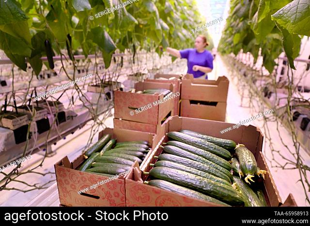 RUSSIA, REPUBLIC OF CRIMEA - DECEMBER 21, 2023: Collecting cucumbers grown at the Belogorsky greenhouse complex. Sergei Malgavko/TASS