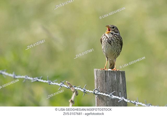 Corn bunting-Emberiza calandra perched on a fence post in full song. Uk