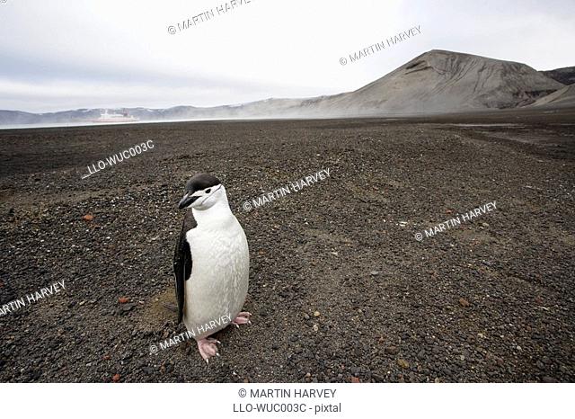 Lone Chinstrap Penguin Pygoscelis Antarctica on Sandy Shoreline  Deception Island, Antarctica