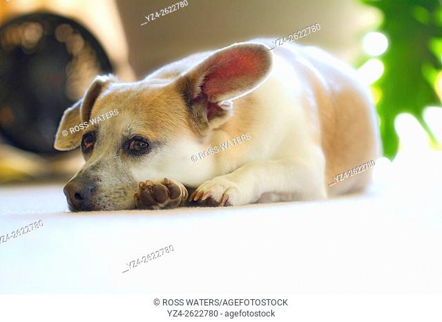 Closeup of a corgi and beagle mixed breed dog