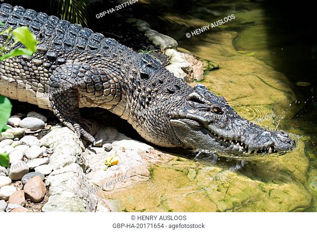 Siamese Crocodile going in the water(Crocodylus siamensis), Thailand