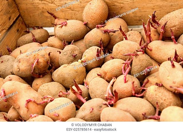 Sprouting potato tubers in wooden box before planting into the soil