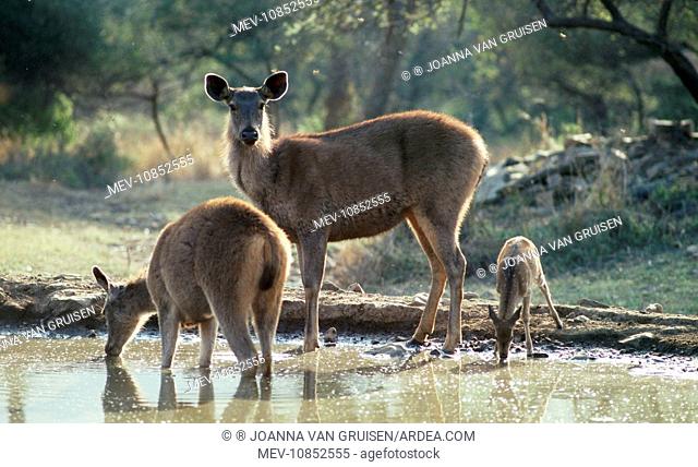 Sambar Deer - & Spotted Deer (Axis axis) at water hole. (Cervus unicolor). Latin also Cervus mariannus