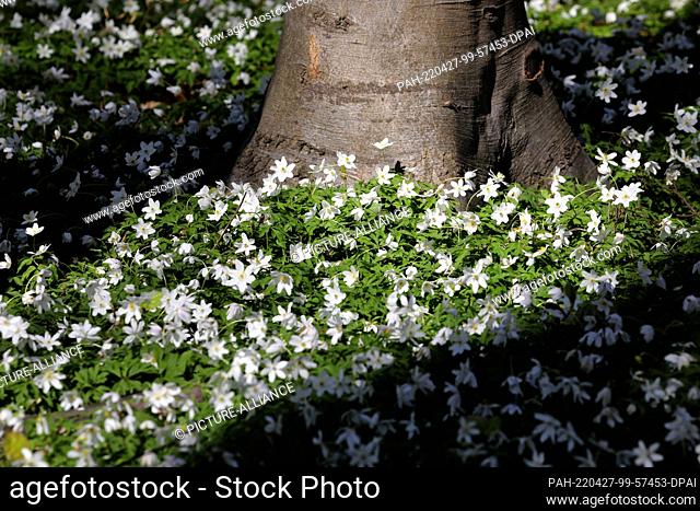 26 April 2022, Mecklenburg-Western Pomerania, Heiligendamm: In the Baltic resort, the blooming wood anemones (Anemone nemorosa) under the beeches provide a...