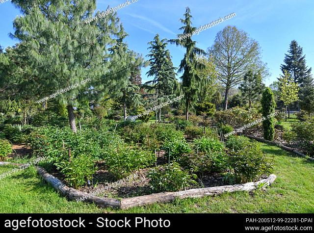 08 May 2020, Brandenburg, Friedrichsaue: Many perennials with not yet flowering peonies in the Peony Park of Lutz-Norbert Ihbe