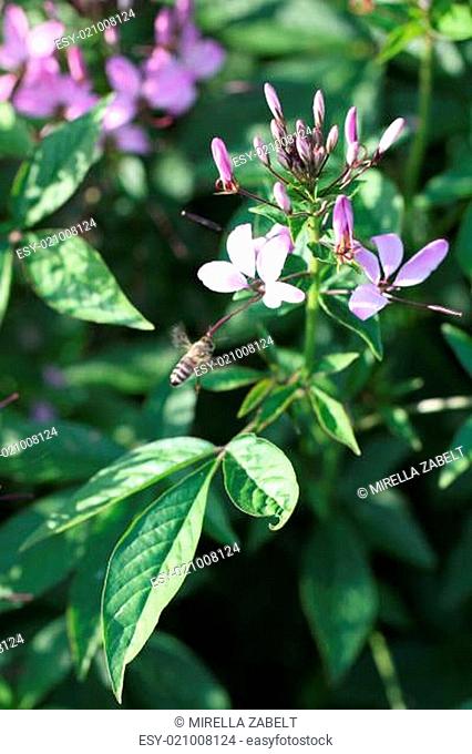 Cleome Spinosa Cleome Hassleriana Spinnenblume