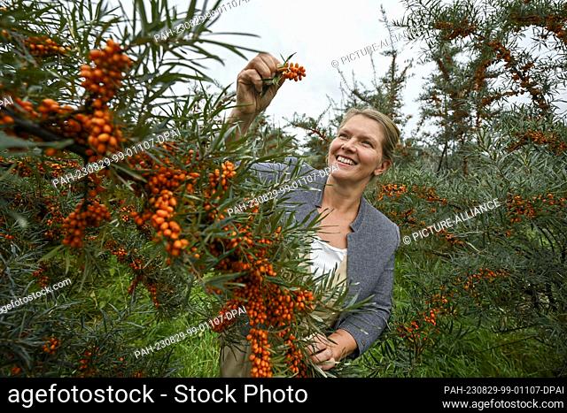 29 August 2023, Brandenburg, Werder (Havel): Dorothee Berger, Managing Director of Christine Berger GmbH & Co. KG, checks the quality of the orange berries on...