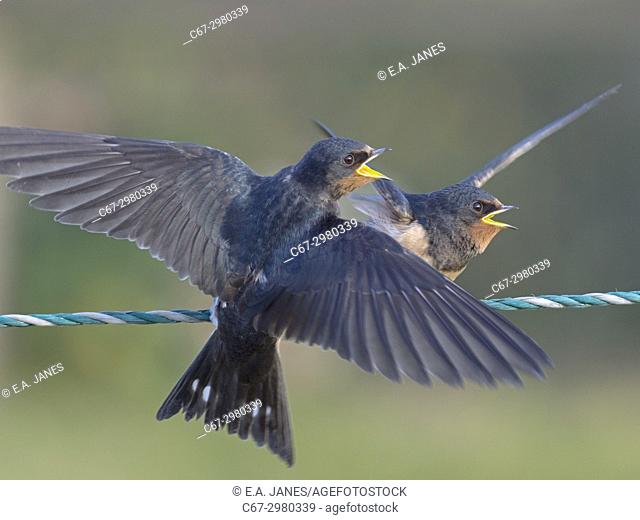 Young Swallows Hirundo rustica on fence waiting to be fed
