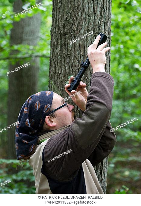 Cone picker Stefan Teschke looks through a telescope into a Small-leaved Lime (lat: Tilia cordata) in the city forest in Prenzlau, Germany, 23 September 2013
