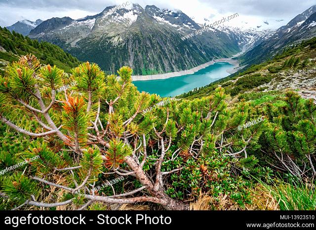Pine tree trunk, Blue Schlegeis Stausee lake and alps mountains in background. Zillertal, Austria, Europe