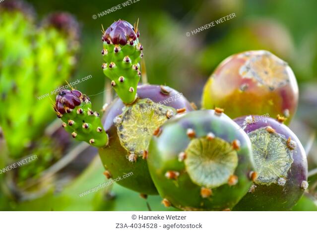 Terceira, Azores, Portugal: closeup of a cactus (Opuntia ficus-indica)