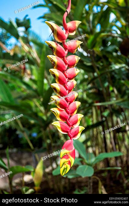 Heliconia flower, Amazonia, Ecuador