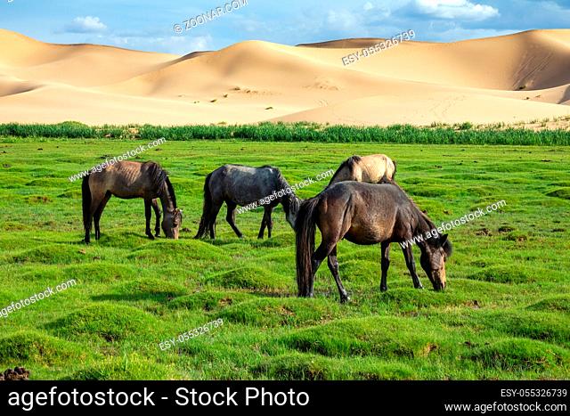 Horses eating grass in front of sand dunes nature landscape, Gobi Desert, Mongolia