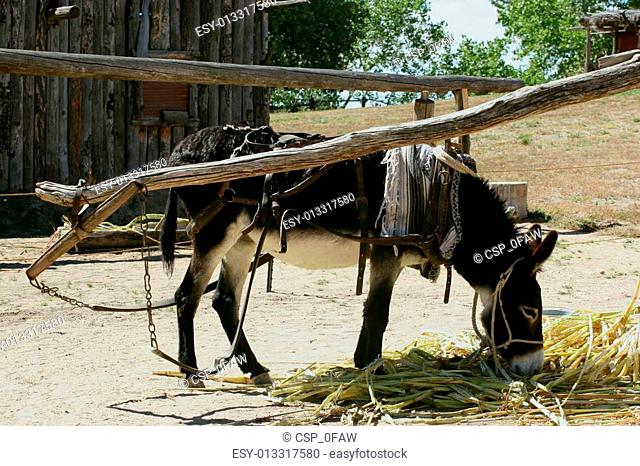 Donkey to mill Stock Photos and Images | agefotostock