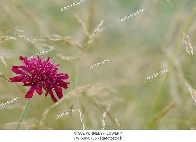 Knautia macedonica, Cornflower, Perennial cornflower, Pink subject