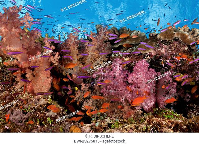 , Colorful Coral Reef, Fiji, Lomaviti, Makogai