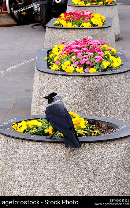 Raven sits in the flower bed in the city