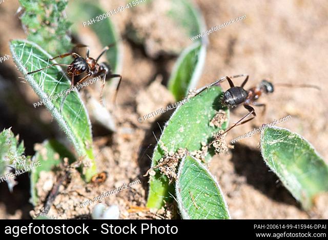 02 June 2020, Baden-Wuerttemberg, Aalen: Two ants walk on a plant in the nature reserve Dellenhäule. This is called the ant town