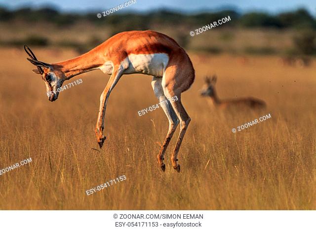 Springbok pronking in the high grass in the Central Kalahari, Botswana
