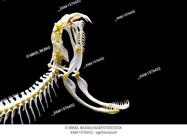 Viper head skeleton