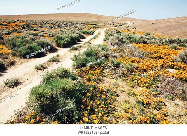 A naturalised crop of the vivid orange flowers, the California poppy, Eschscholzia californica, flowering, in the Antelope Valley California poppy reserve