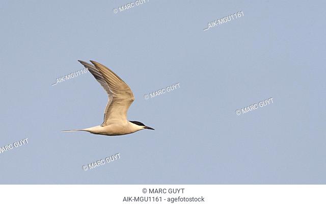Adult (Siberian) Common Tern in flight above Bodhi Island, China. Side view, showing underwing