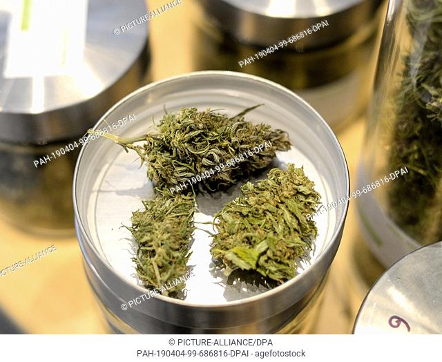 02 April 2019, Berlin: Dried hemp buds are exhibited at the International Cannabis Business Conference ICBC at an exhibitor's stand