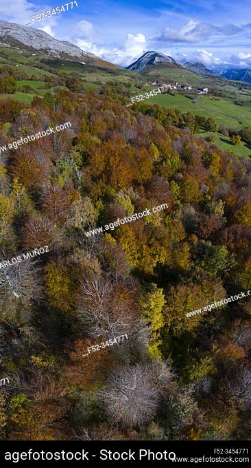 Aerial view of Beech forest in Irias forest, San Pedro de Soba, Soba Valley, Valles Pasiegos, Alto Ason, Cantabria, Spain, Europe