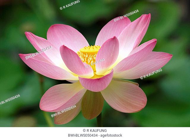 East Indian lotus Nelumbo nucifera, flower