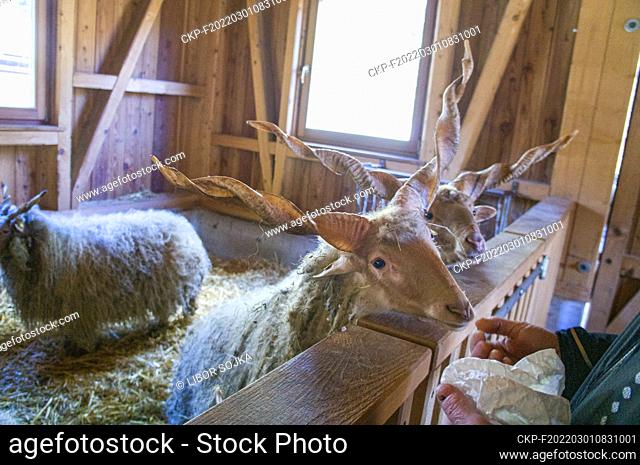 The Racka Hungarian, Hortobagy Racka Sheep, Ovis aries, in Cumberland Wildpark in Grunau im Almtal, Upper Austria, February 23, 2022