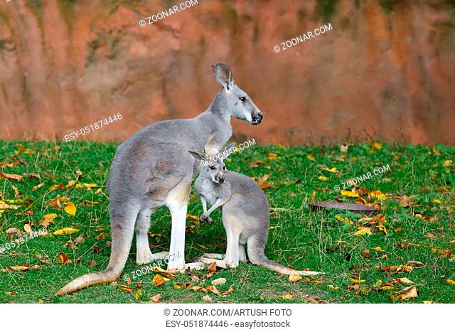 Red kangaroo, Megaleia rufa, one of the biggest kangaroo with small baby out of bag