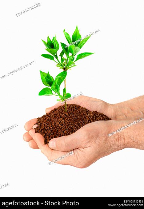 Old man hands and plant isolated on white background
