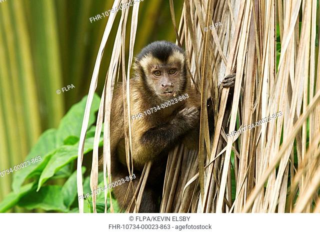 Brown Capuchin (Cebus apella) adult, feeding, clinging to dead palm leaves, Devil's Island, Iles du Salut, French Guiana, March