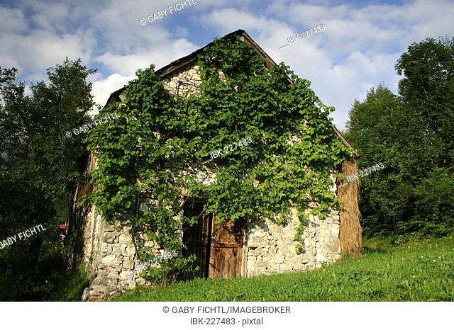 Old cottage covered with vine, Slovenia, Europe