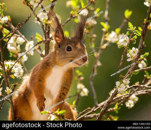 close up of red squirrel standing on cherry blossom branches looking away with a smile