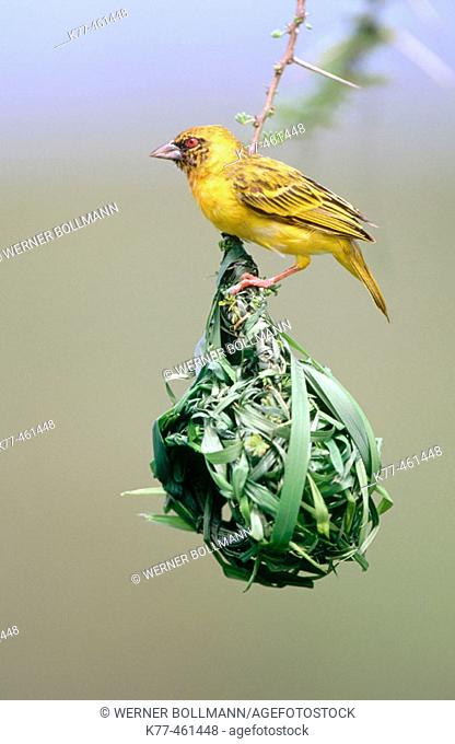 Vitelline-masked Weaver (Ploceus vitellinus), male, on nest. Lake Bogoria, Kenya