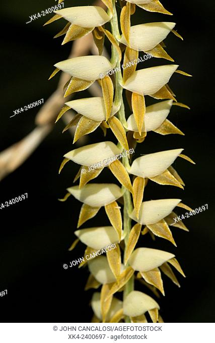 Orchid, Cobb's Dendrochilum (Dendrochilum cobbianum), described by Heinrich Gustav Reichenbach in 1880, is an epiphytic orchid occurring in the Philippines