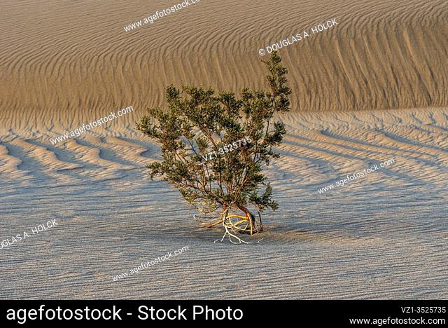 Creosote Bush on Mesquite Dunes Death Valley National Park CA USA World Location
