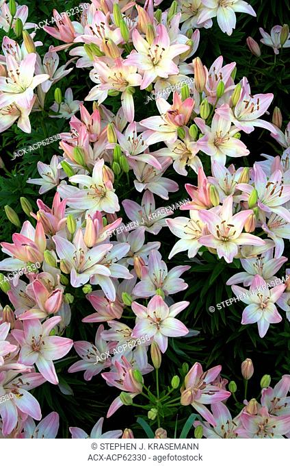 Full frame of blossoming domestic Asiatic Lillies in garden. Northern Ontario. Canada