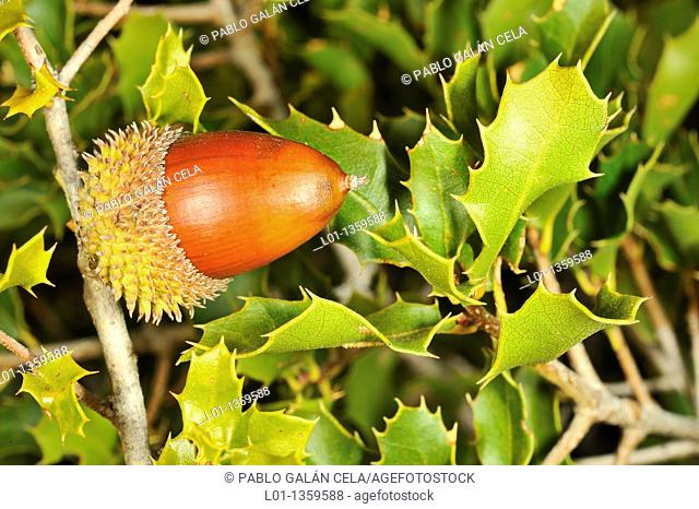 Bellota de coscoja Quercus coccifera
