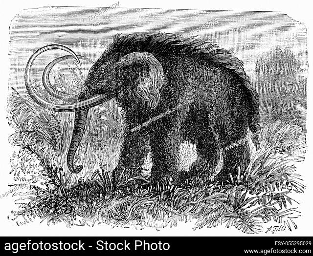 The mammoth, Elephas primigenius, vintage engraved illustration. Earth before man ? 1886