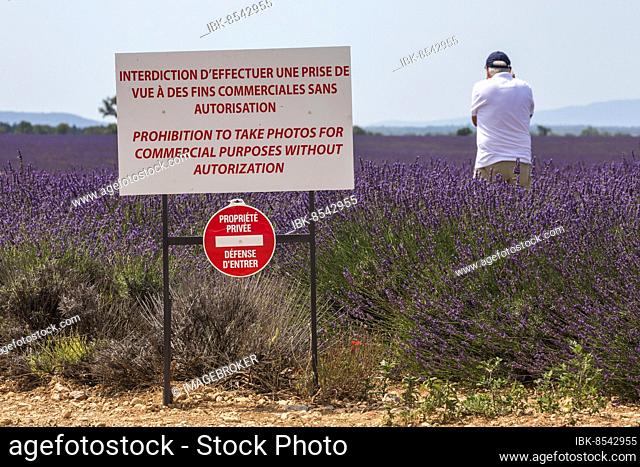 Prohibition board in a lavender field, flowering true lavender (Lavandula angustifolia), near Puimoisson, Plateau de Valensole, Provence