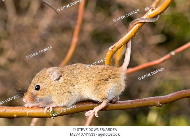 Harvest Mouse - on willow stem - showing use of semi prehensile tail (Micromys minutus)