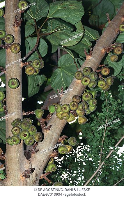 Botany - Moraceae - Figs (Ficus auriculata), tree trunk and fruits