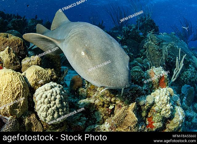 Nurse Shark, Ginglymostoma cirratum, Banco Chinchorro, Caribbean Sea, Mexico