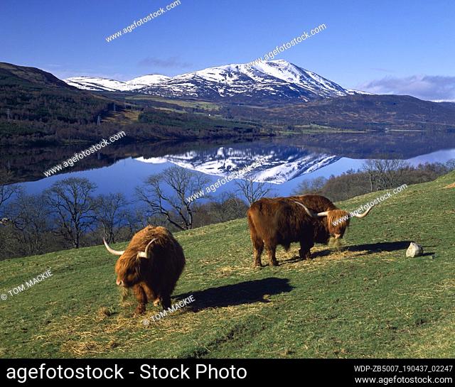 Highland Cattle & Schiehallion, loch Tummel, Tayside Region, Scotland